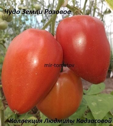 Чудо земли розовое